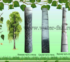 В чем преимущество искусственных деревьев у нас?